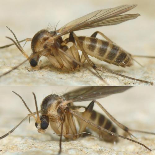 Réf. 222 462 : Phronia conformis